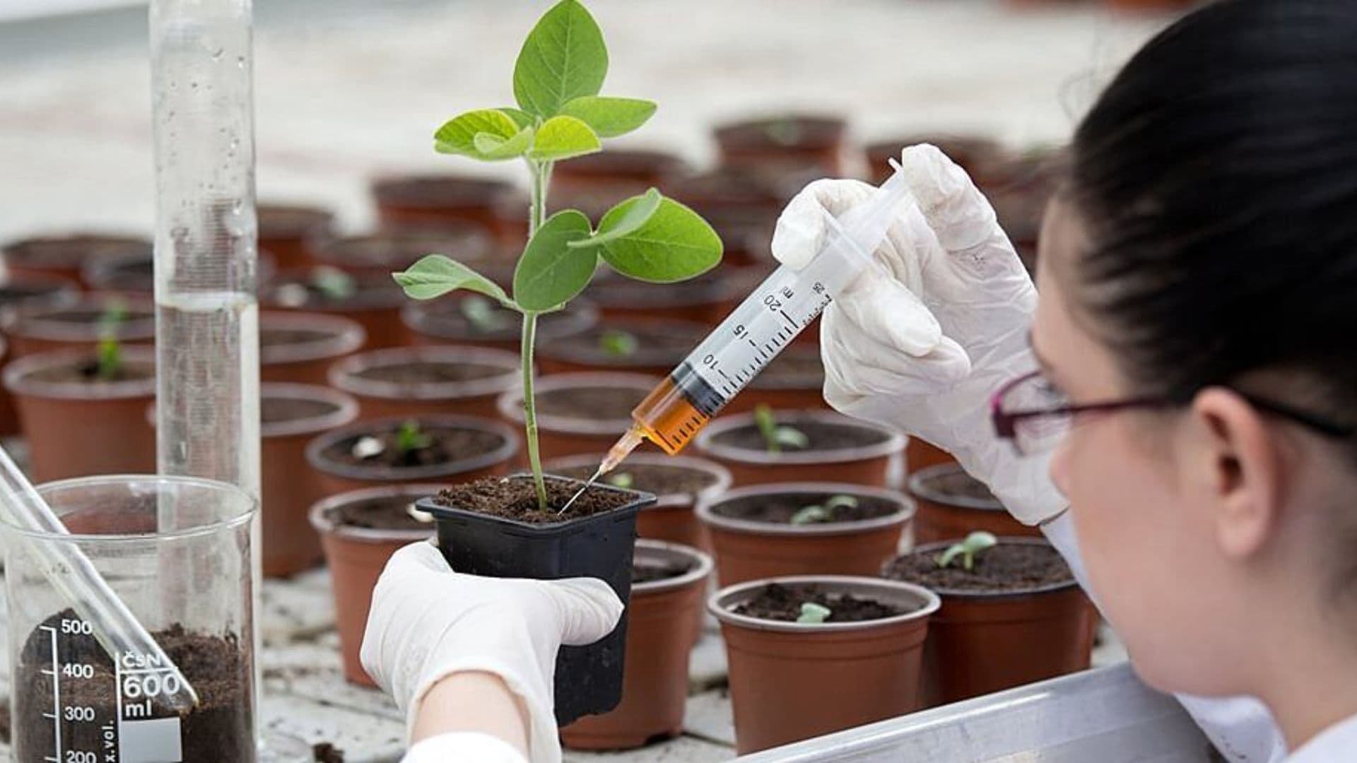 Bando Single Market Programme: Agrifood Biotech Scaling-up